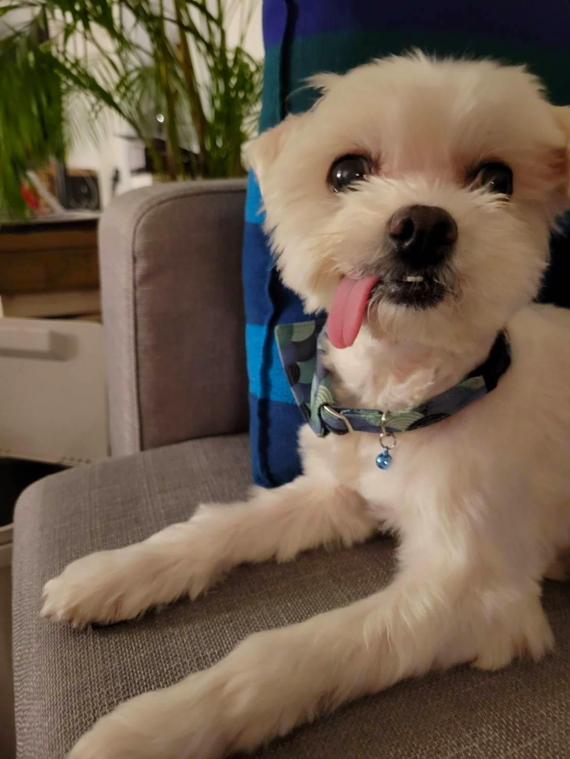 拉瑪的肝癌日記