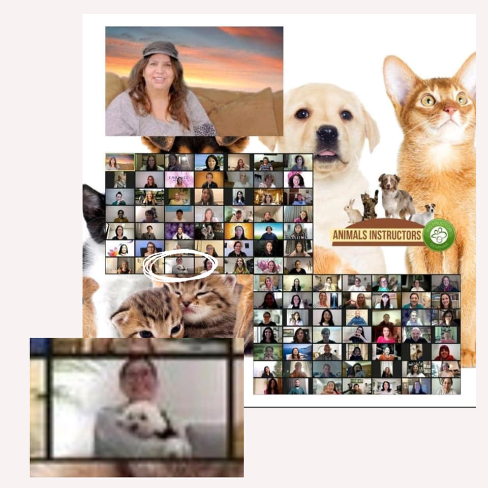 導師課的體悟：動物療癒與深度挖掘的突破